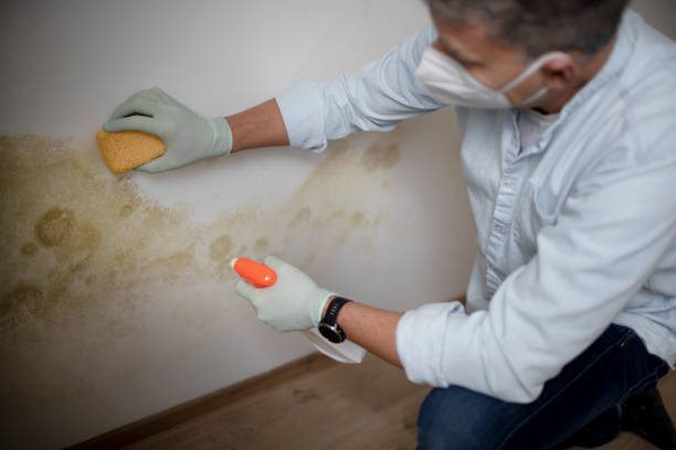 Best Fast Mold Removal  in Mcswain, CA