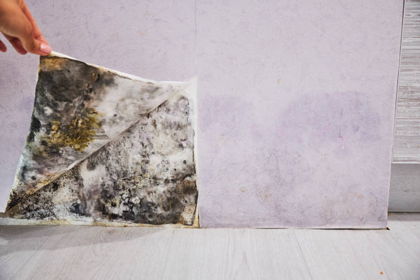 Best Local Mold Removal Service  in Mcswain, CA